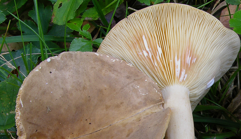 Ritrovamenti del 17 agosto.